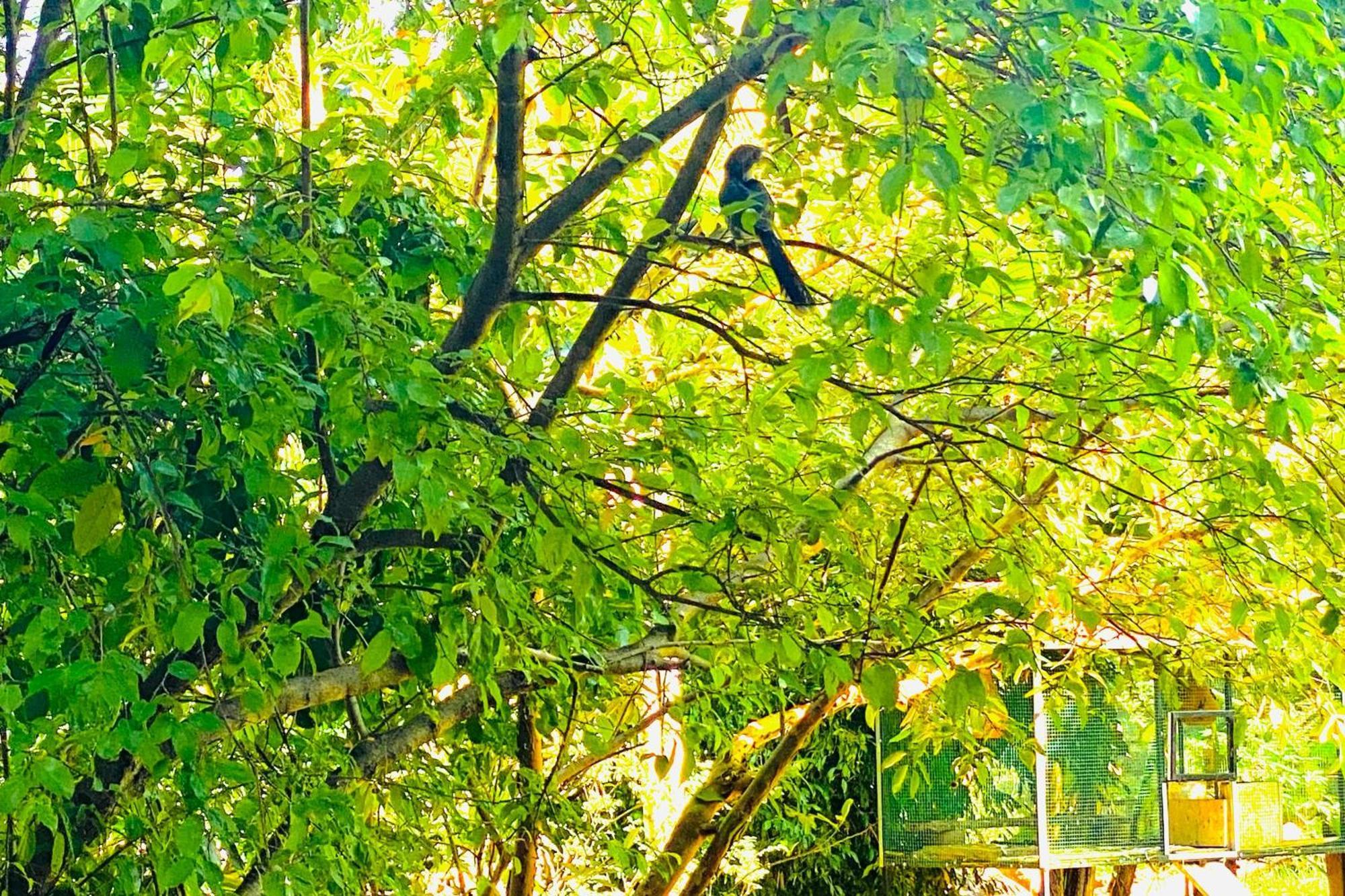 Gamagedara Resort Dambulla Εξωτερικό φωτογραφία